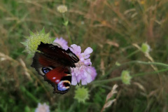IMG_20210722_160022