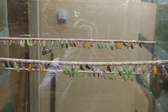 IMG_20240202_120733